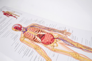 DESCOBRE O CORPO HUMANO — POSTER PEDAGÓGICO