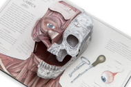 O CORPO HUMANO — UM GUIA EM POP-UP SOBRE ANATOMIA