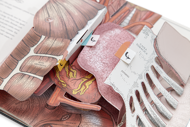 O CORPO HUMANO — UM GUIA EM POP-UP SOBRE ANATOMIA